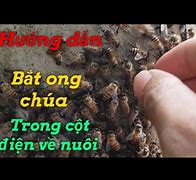 Bắt Ong Soi Cột Điện Ong Về Thăm Đông Hân Đức Vlog Youtube Youtube